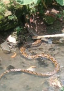 Warga Digegerkan Ular Piton Sepanjang 5 Meter di Aliran Sungai