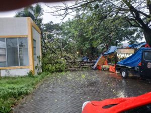 Hujan dan Angin Kencang, Pohon Tumbang Timpa Kios Pedagang Buah