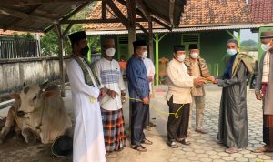 Idul Adha Tahun 2021, Pemprov Lampung Berkurban 36 Sapi dan 10 Kambing