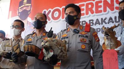 Polres Lamsel Berhasil Gagalkan Penyelundupan Kulit Harimau di Seaport Interdiction