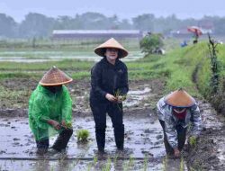 Hujan-hujanan Puan Tanam Padi Sambil Semangati Petani Milenial