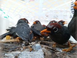 Wow, 2.159 ekor Burung Tanpa Dokumen Resmi Diamankan KSKP Bakauheni