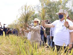 Gubernur Arinal dan Menko Perekonomian Airlangga Panen Perdana Padi Gogo di Kabupaten Tubaba
