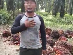 Petani Lampung: Kebijakan Ekspor Minyak Goreng dan CPO dapat sejahterakan para petani kelapa sawit