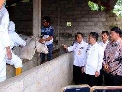 Pastikan Kesehatan Hewan Jelang Idul Adha, Pemkab Lampura Lakukan Vaksinasi PMK