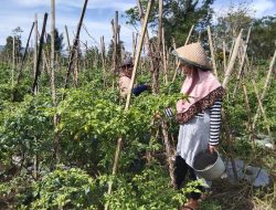 Harga Cabai dan Sayuran Meroket, Komisi II Akan Sidak ke Pasar