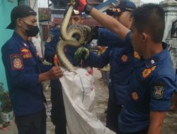 Geger, Ular Sanca Sepanjang 1,5 Meter Keluar Dari Paralon Kamar Mandi
