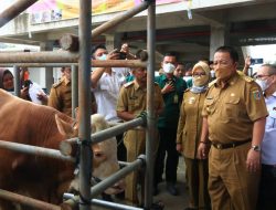 Gubernur Arinal Djunaidi Canangkan Kabupaten Tubaba sebagai Sentra Ternak di Lampung
