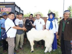 DPD HPDKI Lampung Gelar Kontes Kambing Peranakan Etawa Ras Kali Gesing