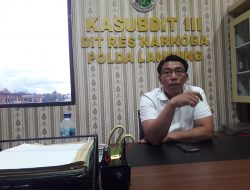 Polda Lampung Temukan Ladang Ganja Di Lampung Selatan