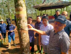PTPN VII Padang Pelawi Mutakhirkan Teknik Sadap Karet