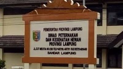 Tercium Dugaan Penggelembungan Anggaran Pengadaan Hewan Ternak di Disnakkeswan Lampung