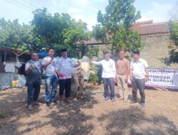 DPW Perindo Lampung Bagikan Ratusan Paket Daging Kurban