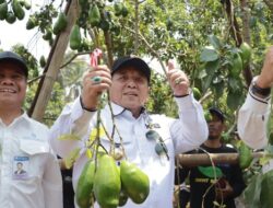 Gubernur Arinal Panen Alpukat Siger