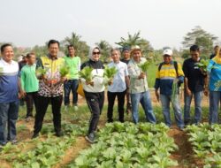 Riana Sari Panen Buah dan Sayur di Kebun PKK Agropark