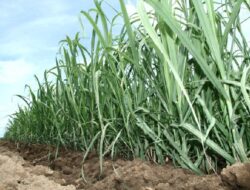 PTPN VII Tolak Eksekusi Lahan oleh PN Blambangan Umpu