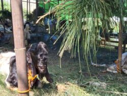 Dinas Pertanian Bandarlampung Pastikan Kebutuhan Hewan Kurban Tercukupi