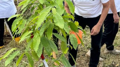 PTPN I  Melaksanakan Penanaman Pohon di Kebun Gunung Mas Kawasan Puncak Bogor