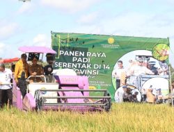 Petani Lampung Sambut Gembira Panen Raya Padi