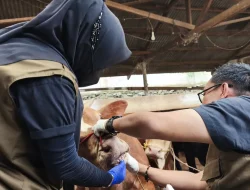 Pemkot Cek Kesahatan Hewan Kuban di Bandar Lampung