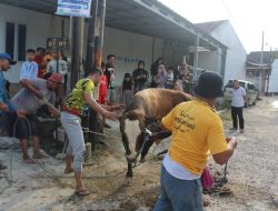 Kerja Sama Dompet Dhuafa, Panitia Masjid An Nur Perumahan Sakura Residence Kedaung Kurban 2 Ekor Sapi dan 4 Ekor Kambing serta 12 Ekor Domba