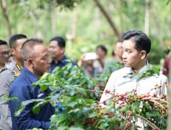 Panen Raya Kopi Ijen, Wapres Dukung Peningkatan Produktivitas, Hilirisasi dan Branding Kopi Indonesia