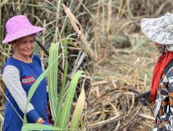 Kebun Tebu KSO Takalar PTPN I Serap Ribuan Tenaga Kerja Lokal