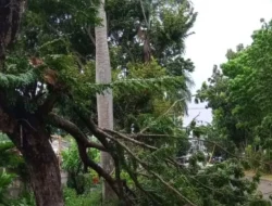 Masyarakat Diminta Waspada, Pemkot Mencatat Ada 21 Titik Pohon Tumbang