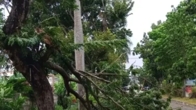 Masyarakat Diminta Waspada, Pemkot Mencatat Ada 21 Titik Pohon Tumbang