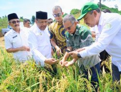 Dari Sawit Tumbuh Padi: PTPN IV PalmCo Dorong Ketahanan Pangan Lewat Pola Tumpangsari