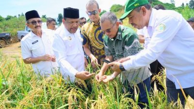 Dari Sawit Tumbuh Padi: PTPN IV PalmCo Dorong Ketahanan Pangan Lewat Pola Tumpangsari