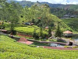 Holding Perkebunan Nusantara Hadirkan “The Healing Power of Tea” di Agrowisata Kaligua PTPN I Regional 3