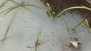 Pencemaran limbah di Kecamatan Sukarame, Kota Bandar Lampung