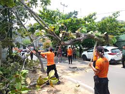 BPBD Kota Bandar Lampung lakukan evakuasi pohon tumbang