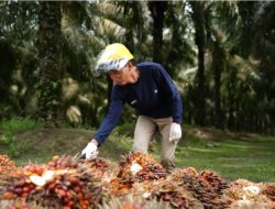 Transformasi PalmCo Berbuah Hasil, PTPN IV di Bawah Holding Perkebunan Nusantara Tingkatkan Produktivitas Kebun dan Pabrik