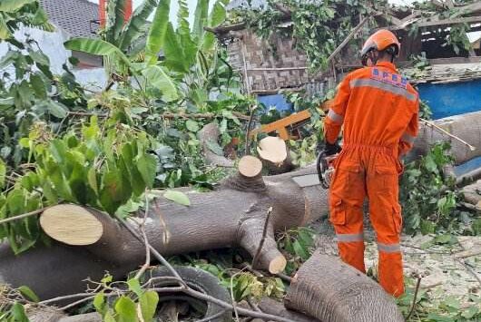 Badan Penanggulangan Bencana Daerah (BPBD) Kota Bandarlampung mengevakuasi tiga pohon tumbang di sejumlah titik pada Selasa (4/11).