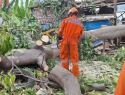 BPBD Kota Bandarlampung Evakuasi Pohon Tumbang