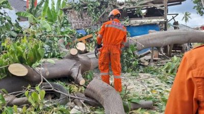 BPBD Kota Bandarlampung Evakuasi Pohon Tumbang