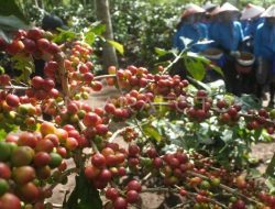Insiden Kaligedang Rugikan Ribuan Buruh dan Rusak Citra Bondowoso Republik Kopi
