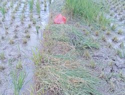 Diarit untuk Bertahan: Asa Petani di Sawah yang Digigiti Tikus