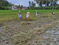 Padi Muda Itu Rebah, Harapan Petani Pesawaran Ikut Goyah