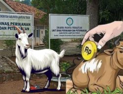 Kuras Anggaran Miliaran, Telusuri Belanja Pengadaan Sapi dan Kambing di Disnakan Lamtim
