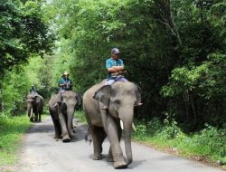 Presiden Prabowo Turun Tangan, Konflik Gajah Way Kambas Jadi Prioritas Nasional