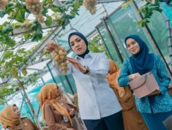 PKK Lampung Panen Anggur–Melon, Bukti Pekarangan Bisa Bernilai Tinggi