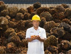 Holding Perkebunan Nusantara melalui PTPN IV Regional V Mutasikan TBM-3 ke TM-1 Seluas 1.119 Hektare pada Awal 2026