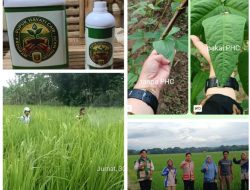 PHC Buktikan Hasil: Saatnya Petani Lampung Beralih ke Pupuk Hayati Cair
