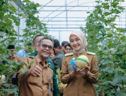 Wagub Jihan Panen Melon IoT di SPP Natar