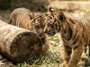 Dua Anak Harimau Sumatera Lahir di Lembah Hijau