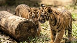 Dua Anak Harimau Sumatera Lahir di Lembah Hijau