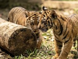 Dua Anak Harimau Sumatera Lahir di Lembah Hijau